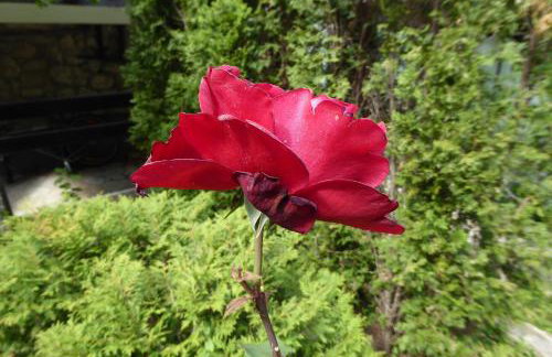 Apartment Zelena Oaza - Foto 7