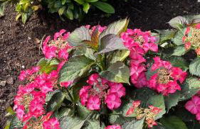 Casa Camiño do Eume - Foto 30