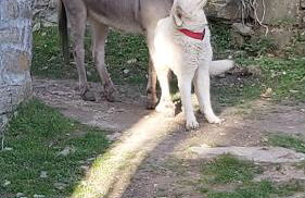 SO MAGIC - La casa nel bosco - Foto 70