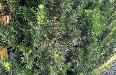 Residência Wimbledon - Foto 48