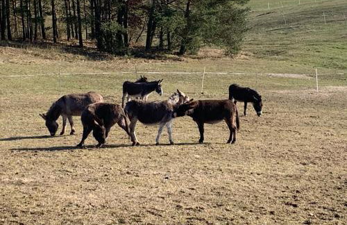 Toskania Kociewska - Photo 22