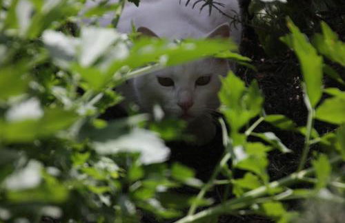 Fattoria Belvedere - Foto 18