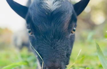 Gîte Les Nymphéas - Foto 12