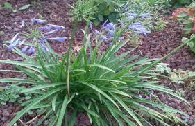 Appartamenti Albatros - Foto 30