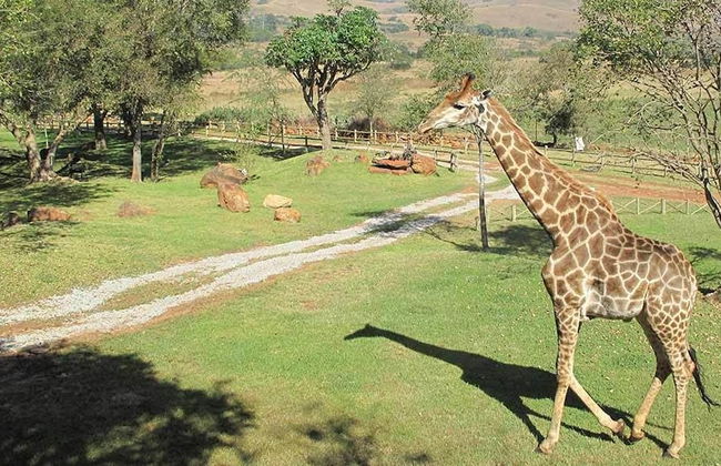 Caracal Lodge - Foto 29