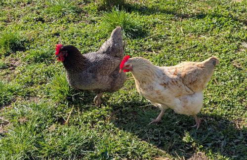 Gîte familial rénové avec jardin au cœur de la Vallée de la Saône - FR-1-583-467 - Foto 31