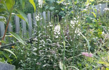 Magnolienhaus - Foto 20