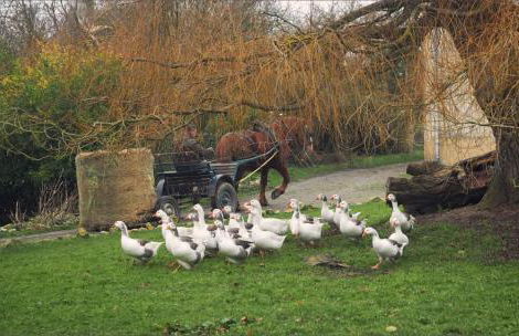 Chambre des moutons - Foto 6
