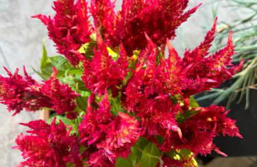 George's & Amalia's appartments 2 - Foto 71