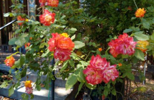 Crispin Cottage - Foto 12