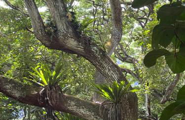 Ka Hale Kealoha - Foto 39