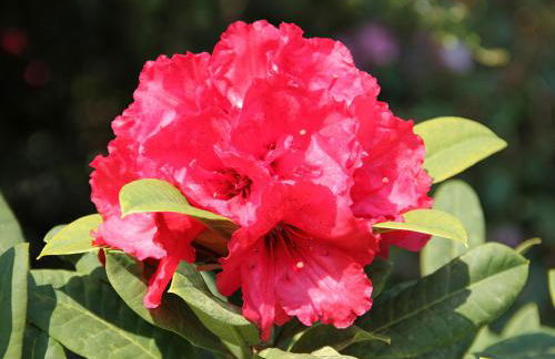 Palmallet Cottage - Foto 21