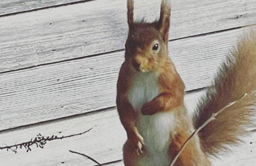 Keeper's Cottage at Slogarie Estate - Foto 21