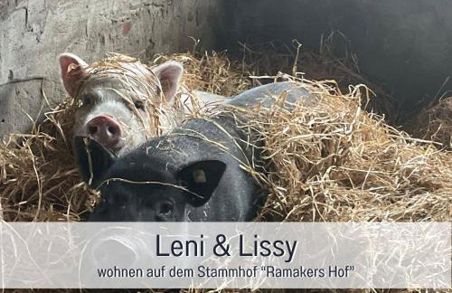 Meine Schule Sehlingen, Familien & Generations Landurlaub, Freunde & Team-Auszeit, Workation, Sauna, Ruhe & Erholung, Niedersachsen, Verden, Hamburg, Bremen, Lüneburger Heide, Heide Park 38 km , Serengeti Park 39 km, Weltvogelpark 22 km - Foto 29