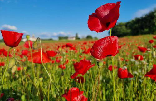 Apartment Bonaca - Photo 11