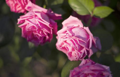 Apartments Marli - Foto 33