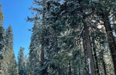 Bear Meadow Cabin at Shaver Lake - Foto 10