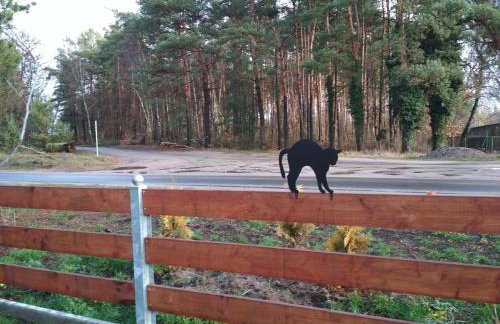 Koci Grzbiet Agroturystyka - Foto 17