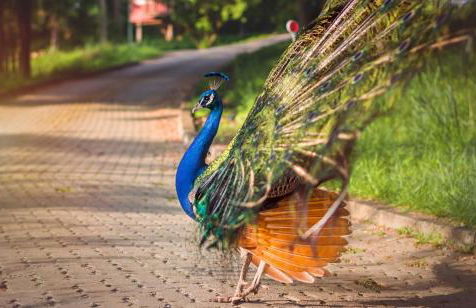 Giriraja Ashraya - Foto 9