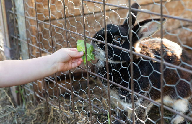 Valkeisen Loma - Foto 24