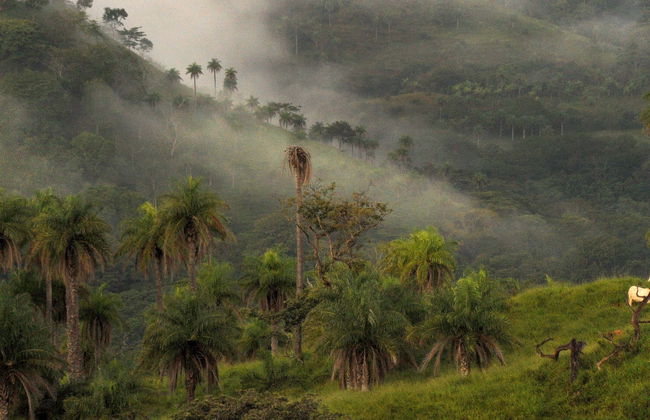 Trilha pelo Bosque Nuboso de Monteverde - Foto 1