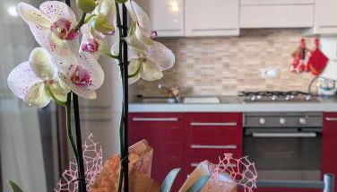 Casa Tartaruga - Foto 2