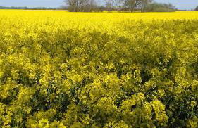 Ferienhaus Möwe - Foto 30