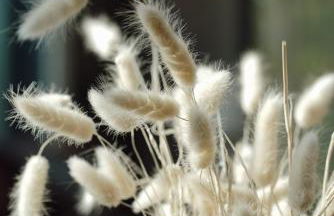 Pine Country Lodge - Foto 54