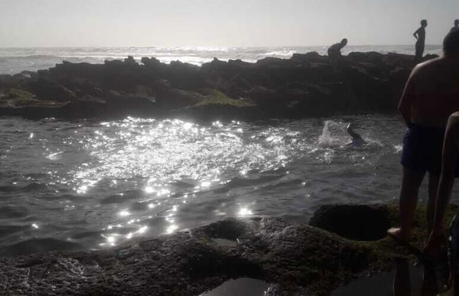 Paloma Pied Sur Sable - Foto 8