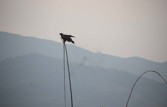 Excursión a los cafetales de Sarangkot - Foto 15