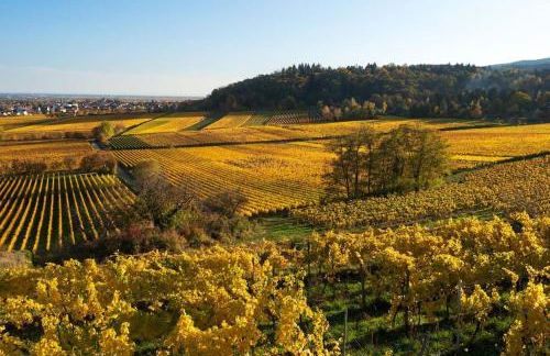 Unter den Reben - Foto 36