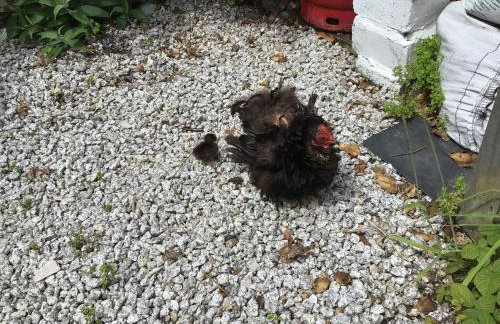 Kitty Unique 60s Caravan set in Pretty Garden - Foto 24