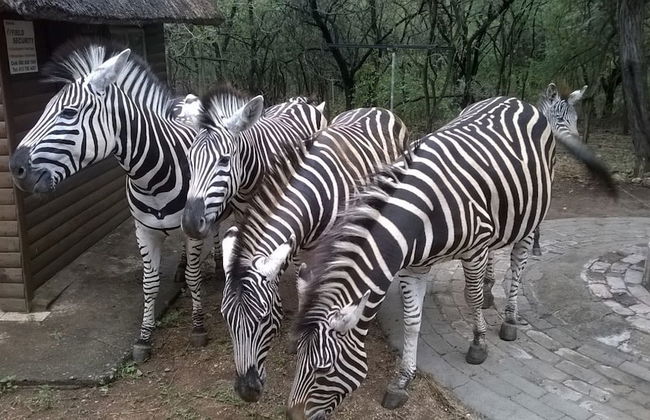 Kruger Cottage - Foto 22