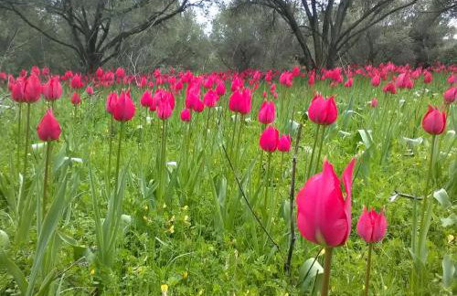 Traditional Guest house Chrisyis - Photo 10