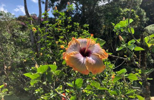 SITIO SIMPLESMENTE DEMAIS - Foto 42