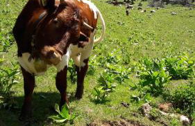 Malterlehen-Berchtesgaden - Foto 54