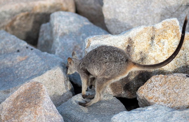 Grand Mercure Apartments Magnetic Island - Foto 48