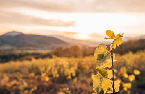 Aux Cerfs des Vignes - Groupe - Foto 34