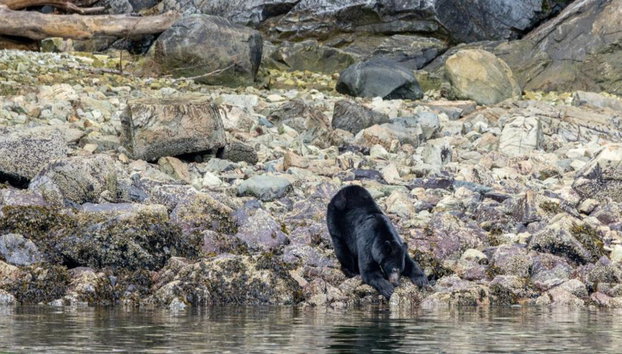 Spring Bear and Water Fall Tour - Foto 3