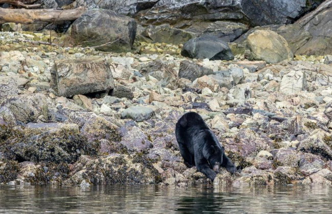 Spring Bear and Water Fall Tour - Foto 3