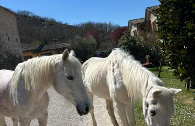 Agriturismo la Tana - Foto 21