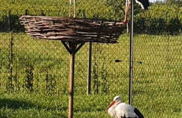 Fleur de Vigne - Foto 36