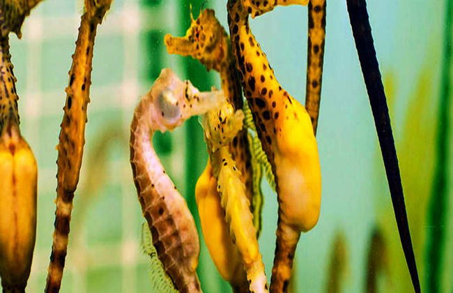 Tour Guiado pelo Mundo dos Cavalos-Marinhos - Foto 1