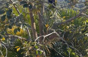 Casa de Campo em Teresópolis - Foto 8