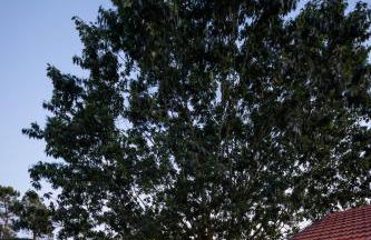 Quintinha do Varoso - Little Red Cottage House - Foto 18