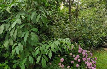 Jane's Garden - Foto 31