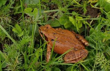 Ferienhof Broger FeWo Bergblickle mit Pool - Foto 43