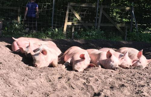 Ramakers Hof - Foto 28