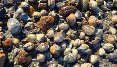 StrandGut 49 – Exklusive Penthousewohnung mit Sauna & nah am Strand! - Foto 5