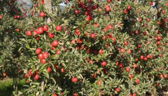 Ferienwohnung Keller - Foto 2